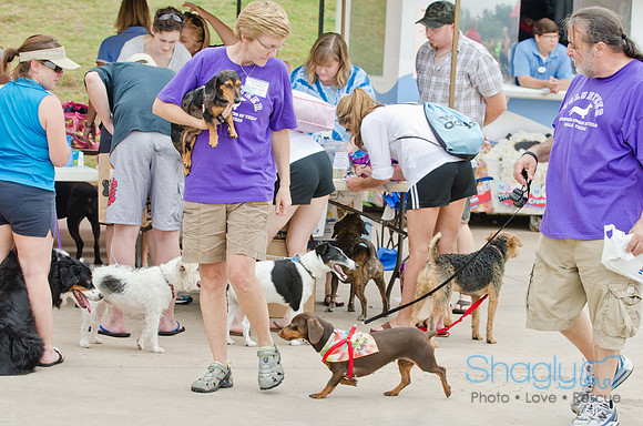 Wags and Waves 2011-57