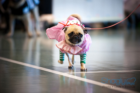 PugOWeen-3044