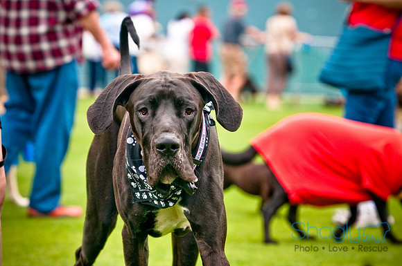 Dog Bowl 2010-46