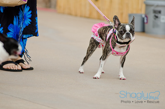 Wags and Waves 2011-22