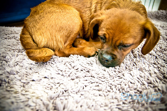 DFW Pug Rescue-33