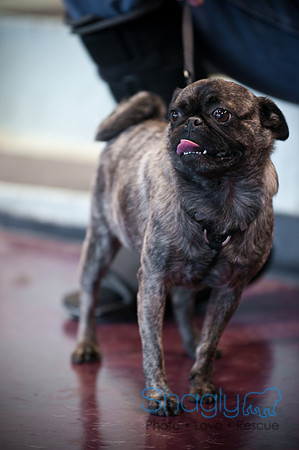 PugOWeen-3751