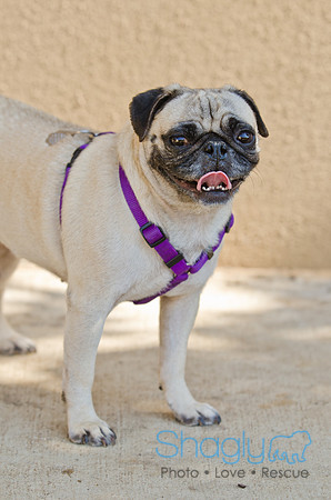 Shagly Photography-DFW Pug Rescue-4