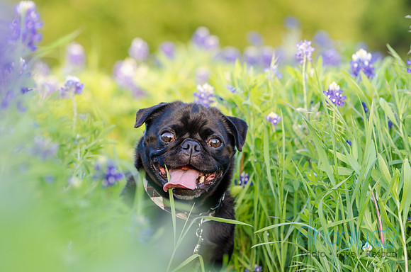 Bluebonnets Pug and Bulldog-40