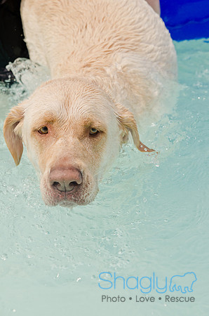 Wags and Waves 2011-312