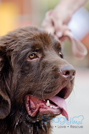 Wags and Waves 2011-20