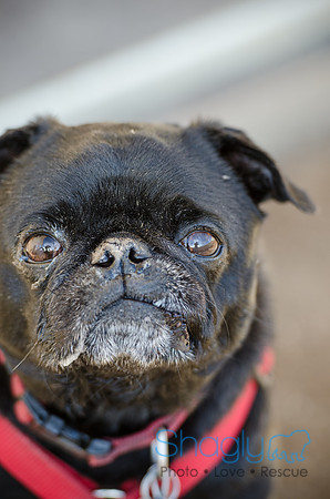 DFW Pug Rescue Boarding Bungalow-23