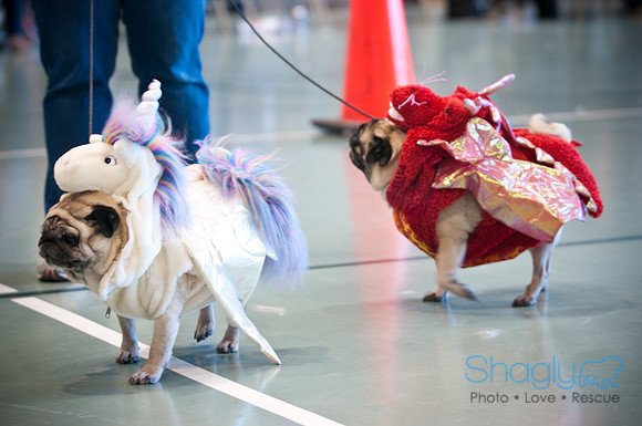 PugOWeen-3505