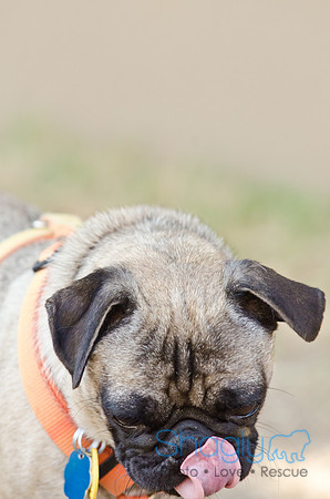 DFW Pug Rescue-Boarding Bunagalow-25