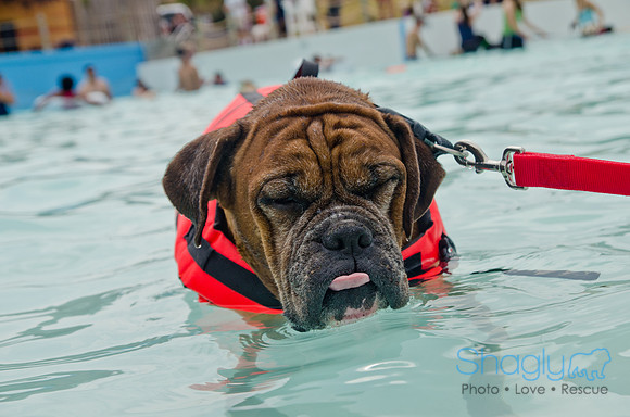 Wags and Waves 2011-368
