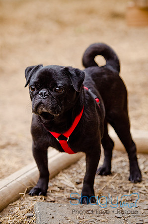 DFW Pug Rescue-The Boarding Bungalow-24