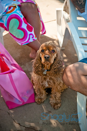Wags and Waves-446
