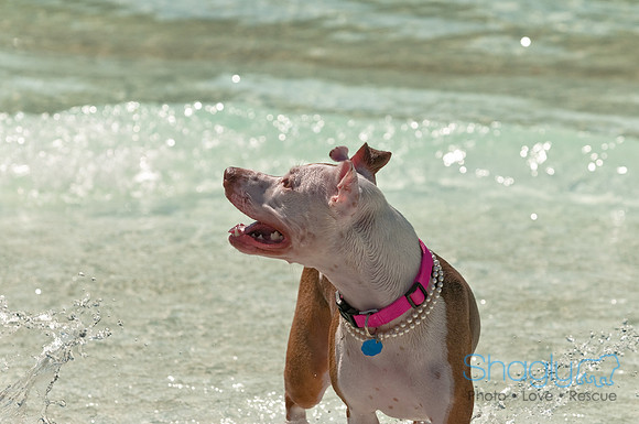 Wags and Waves-177