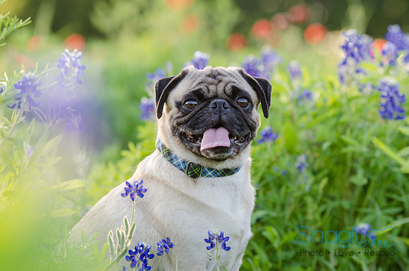 Bluebonnets Pug and Bulldog-25