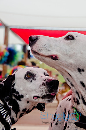 Wags and Waves 2011-292