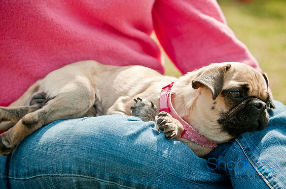 Pug Love Fun Run-186