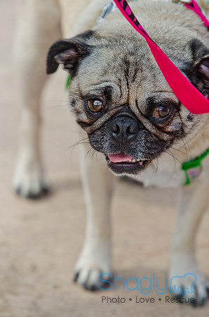 Wags and Waves 2011-469