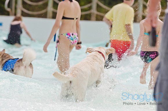 Wags and Waves 2011-140