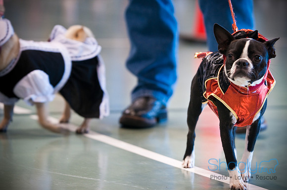 PugOWeen-2947