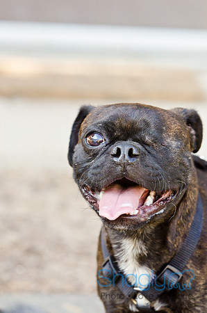 DFW Pug Rescue-Boarding Bunagalow-16