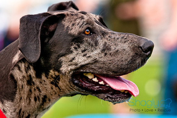 Dog Bowl 2010-84