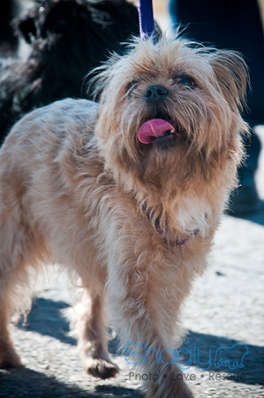 Richardson Pet Day-0335