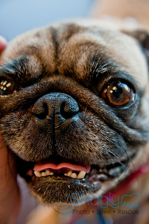 DFWpugrescue-liveattheboardingbugalow-25
