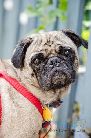 Boarding Bungalow DFW Pug Rescue-1