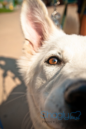 Wags and Waves-19