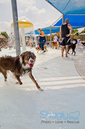 Wags and Waves 2011-203