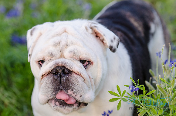 Bluebonnets Pug and Bulldog-47
