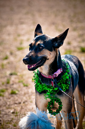 St.Paddys Pooch Party-7