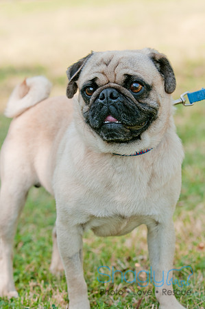 pugapalooza2011-8