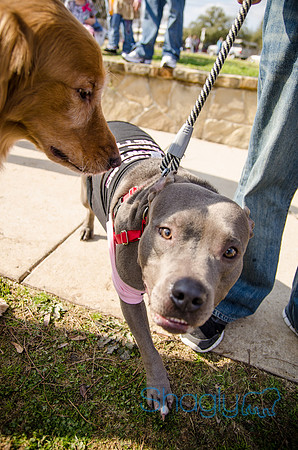 Krewe of Barkus 2012-315