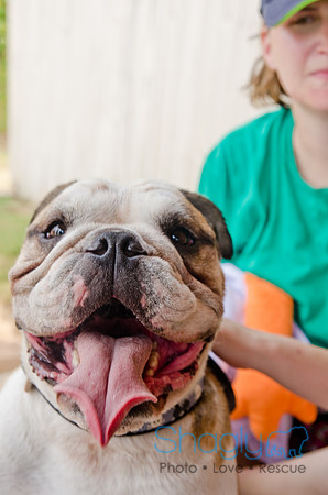 Wags and Waves 2011-409