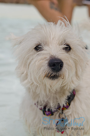 Wags and Waves 2011-310