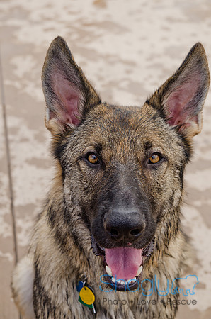 Wags and Waves 2011-375