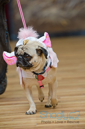 PugOween-45