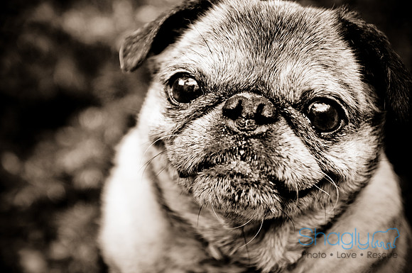 DFW Pug Rescue-31