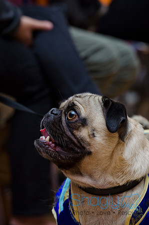 PugOween-192