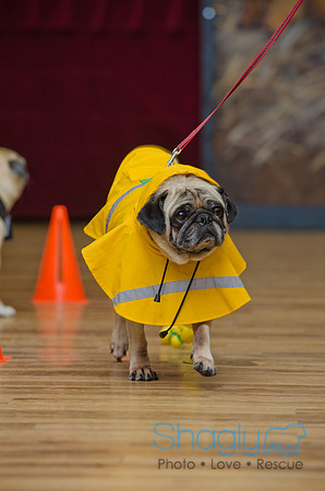 PugOween-137