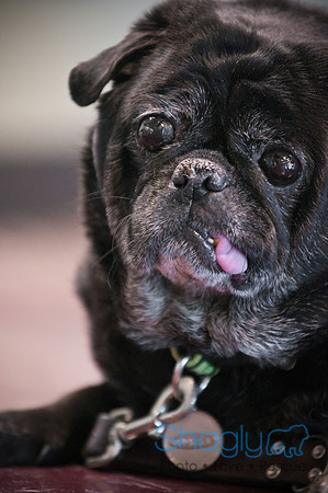 PugOWeen-3786