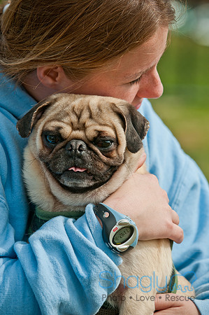 Pug Love Fun Run-190