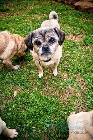 DFW Pug Rescue-109