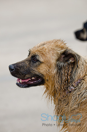 Wags and Waves 2011-38