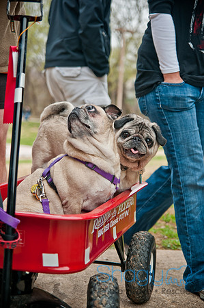 Pug Love Fun Run-58
