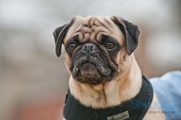 Pug Love Fun Run-114
