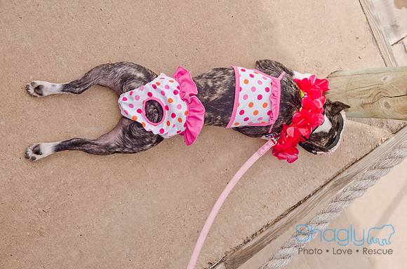 Wags and Waves 2011-411