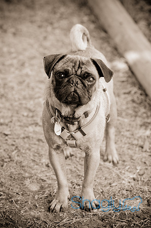DFW Pug Rescue-Boarding Bunagalow-22