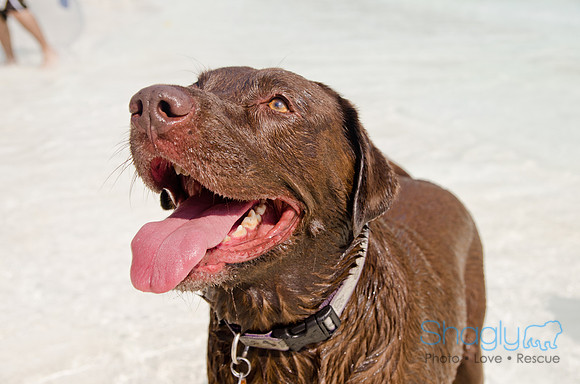 Wags and Waves 2011-438